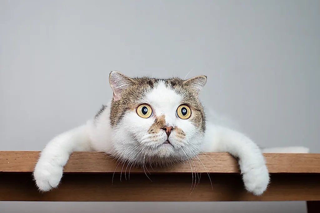 Связаны ли кошки с шизофренией?