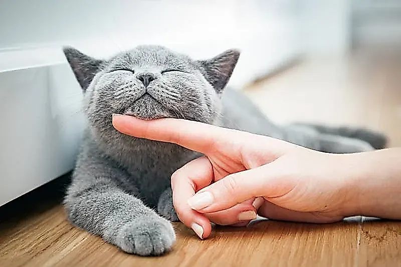 Feline Quality of Life (FelQoL): новое слово в заботе о кошках
