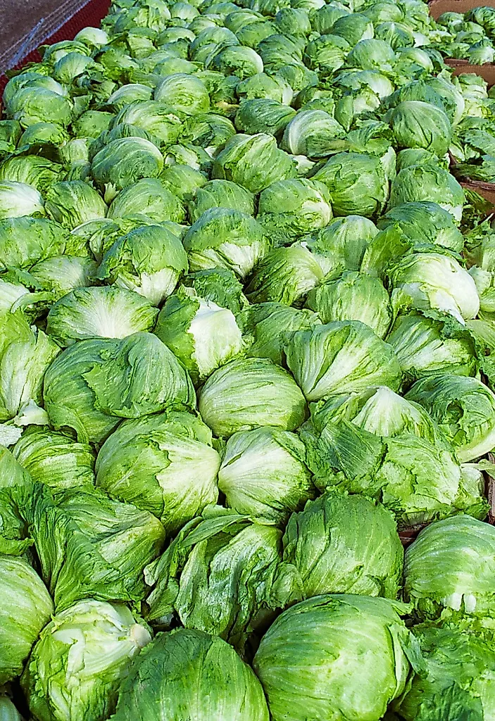 Taylor Farms отзывает айсберг-салат из-за вспышки цикоспориоза