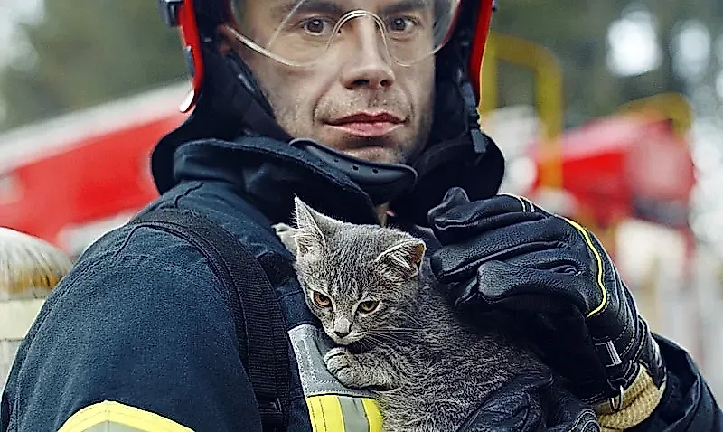 Кошки, бургеры и землетрясение