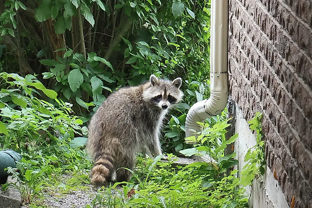 Jimothy: One Raccoon or Many?