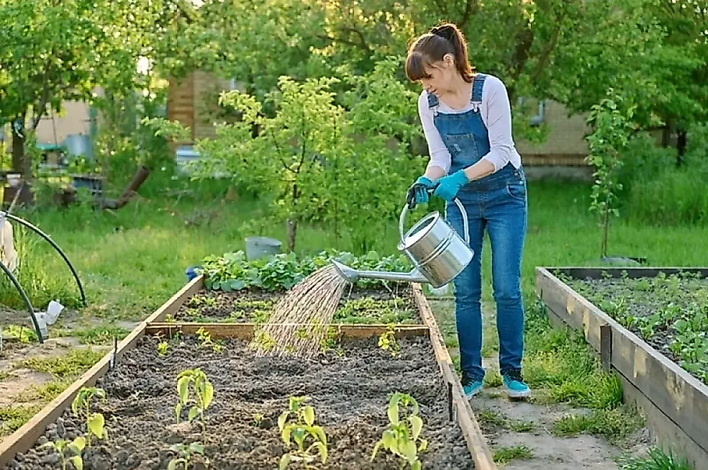 Что делать в саду в августе