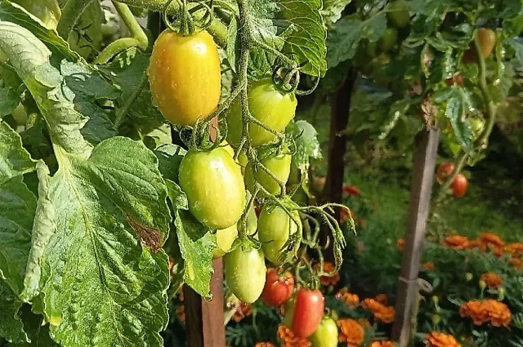 Зелёные помидоры: закуска, которая спасает урожай