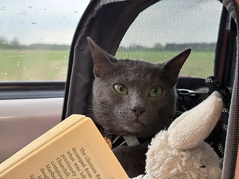 Приключение кота Рафаэля: романтика в Йорке!
