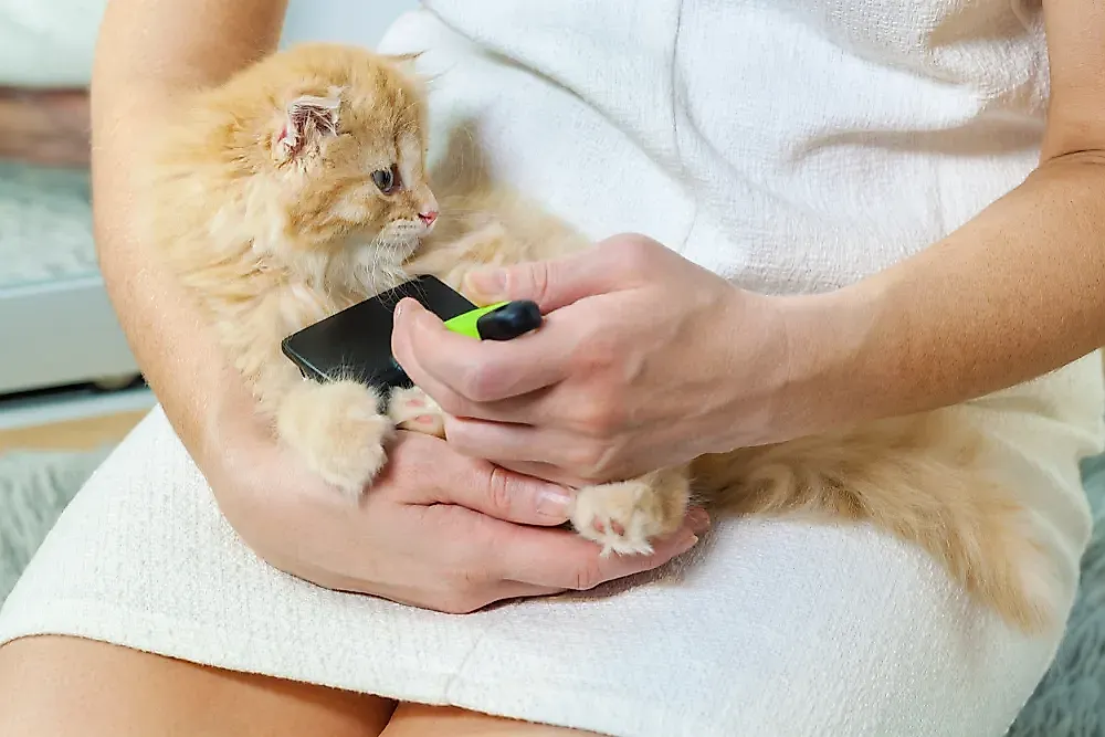 Как расчесать кота: 8 проверенных шагов от ветеринаров