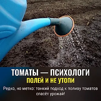 Как правильно поливать томаты: тонкости после высадки