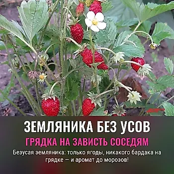 Почему безусая земляника покоряет огороды: просто, долго, вкусно