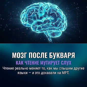 Грамотность переделывает мозг: исследование о влиянии чтения на восприятие речи