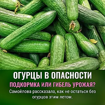 Опытная садовод рассказала, как подкармливать огурцы в июле