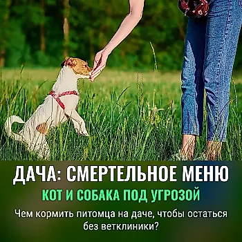 Опасная вода: как не отравить кота и собаку на даче