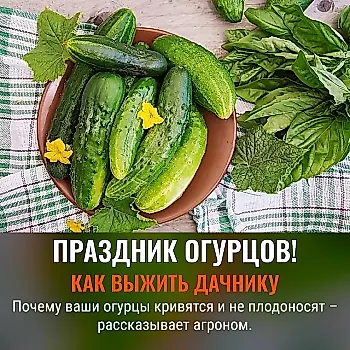 Что делать с кривыми огурцами и пустоцветом – советы агронома