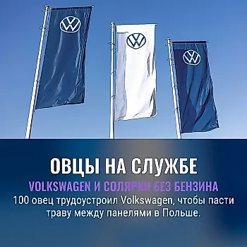 Volkswagen наняла сотню овец для работы на солнечной ферме в Польше