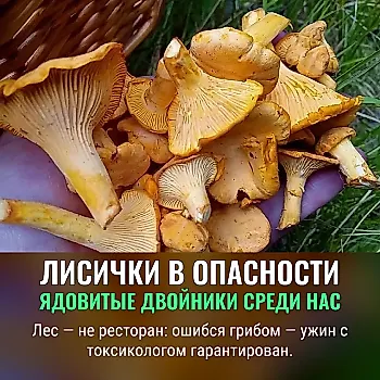 Как не перепутать лисички с ядовитыми соблазнами: грибы против грибов