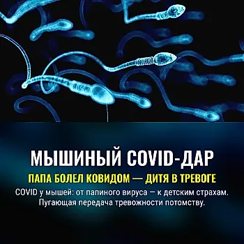 COVID-19 у отцов ведёт к тревожности у потомства через изменения РНК спермы
