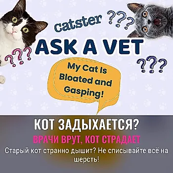 Помощь от доктора Паолы: что делать, если кот раздулся и задыхается?