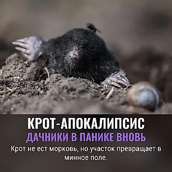 Крот на даче: вред и польза