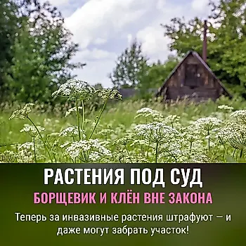 Новый приказ: инвазивные растения