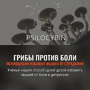 Псилоцибин: новая надежда против боли и депрессии?
