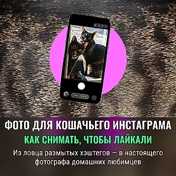 Как сделать идеальные фото питомцев