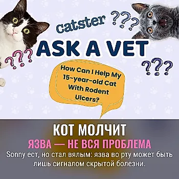 Кот замолчал не просто так