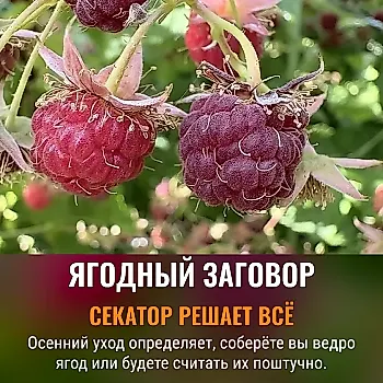 Сентябрьский заговор против пустых ягодников
