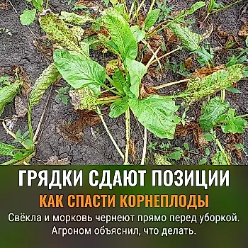 Корнеплоды на грани: как спасти сентябрьский урожай от гнили