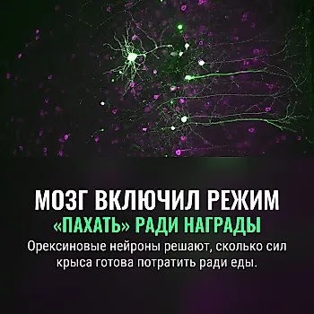 Мозг включил режим «пахать»
