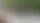 Ракун Джимоти всколыхнул Google