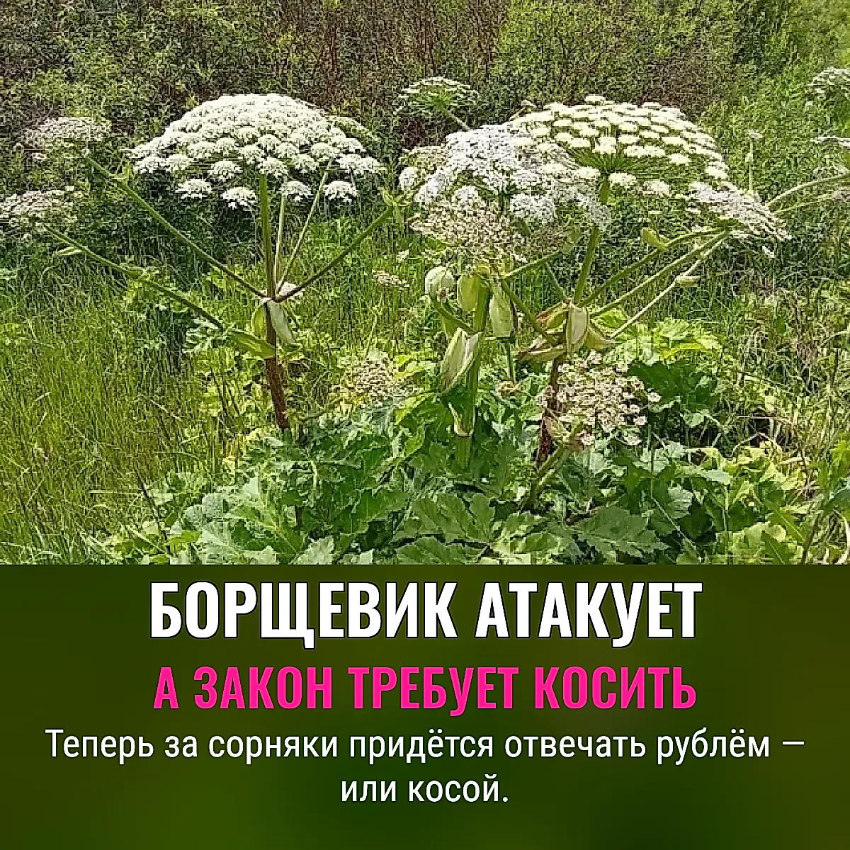 Как укротить борщевик