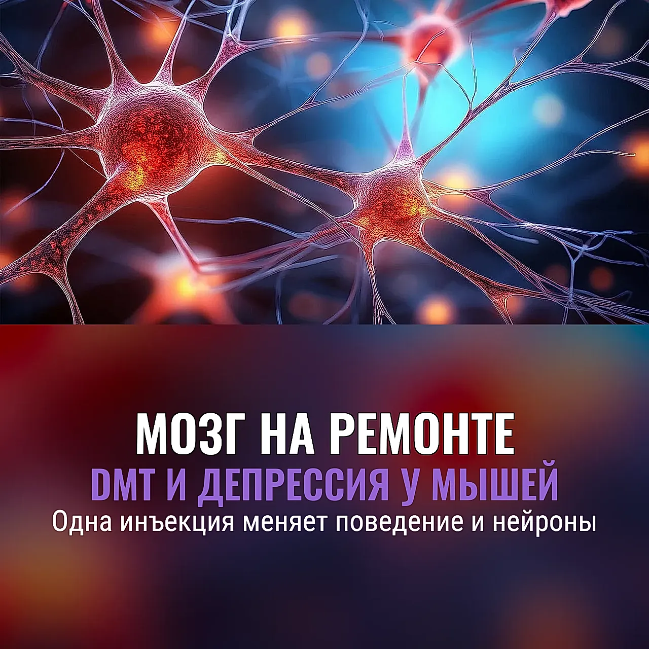 Один укол DMT возвращает мозгу жизнь