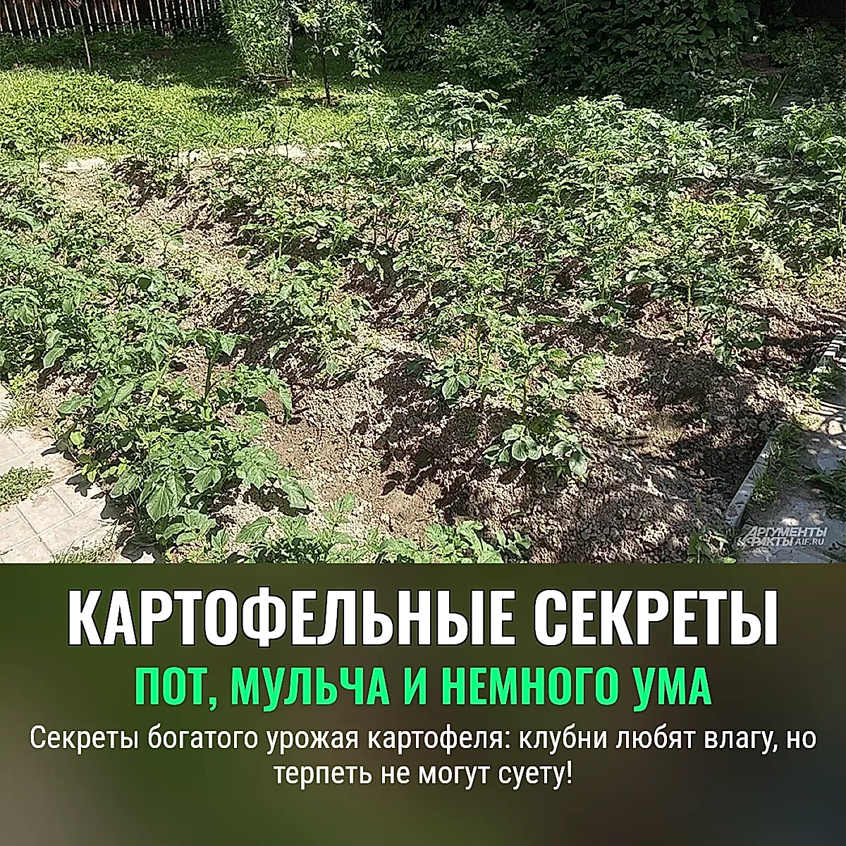 Тайная стратегия рекордного урожая картофеля