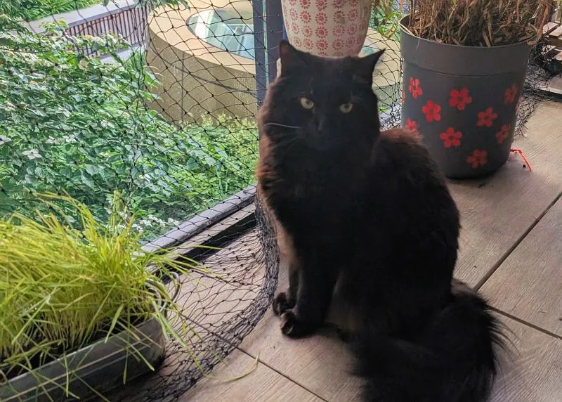 Как кошки обманывают эволюцию: 10 миллионов лет без апгрейда