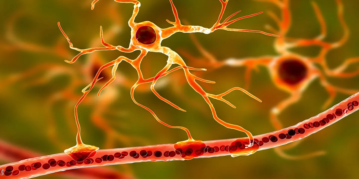 «Зомби-клетки» сосудов и их роль в долгом COVID и хронической усталости