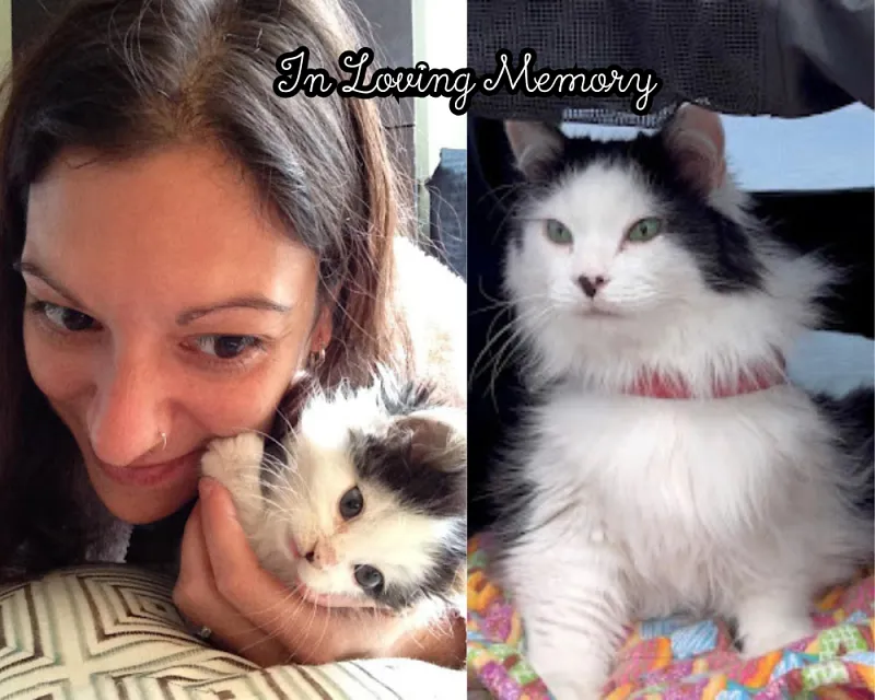 Прощай, Oreo: Как один кот изменил жизнь человека и стал звездой интернетов