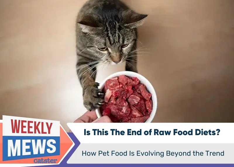 Конец сырых диет для кошек и собак? Эволюция питания домашних животных после нового отзыва продуктов