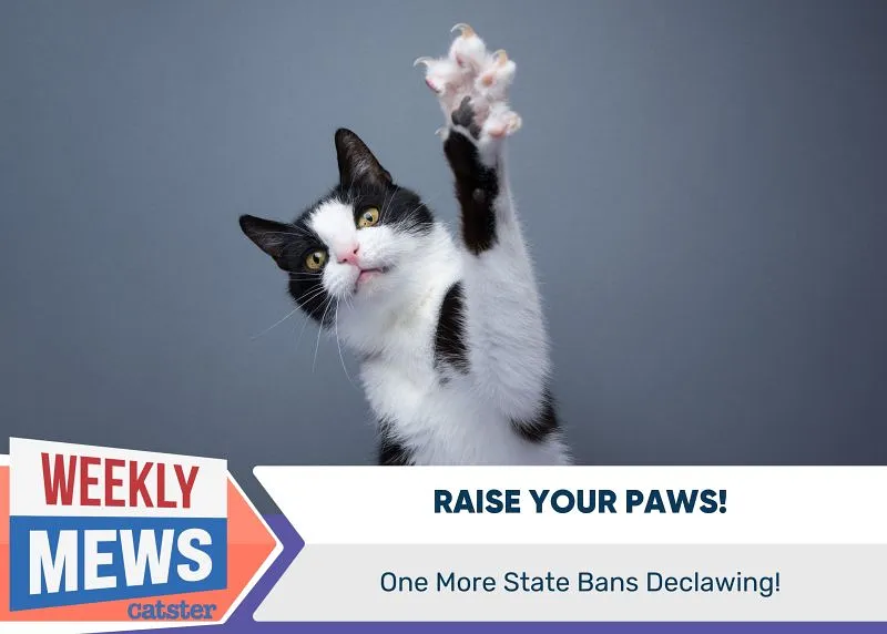 В Калифорнии запрещают удаление когтей у кошек