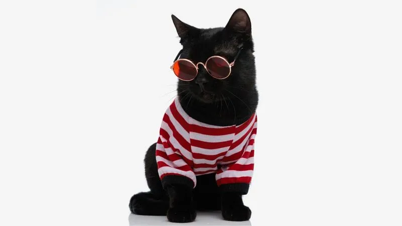 10 знаменитых чёрных котов, которые стали звёздами поп-культуры