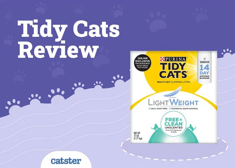 Обзор наполнителя Tidy Cats: плюсы, минусы и вечная глина