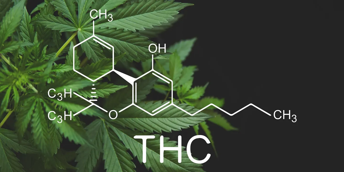 THC вносит хаос в мозг: как каннабис перестраивает мышление молодых