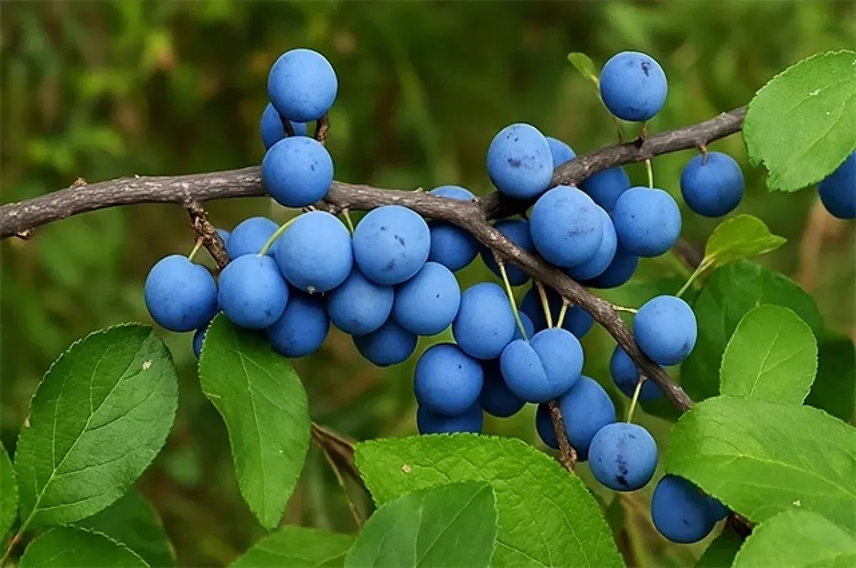 Дикий предок сливы: все, что вы не знали о тёрне
