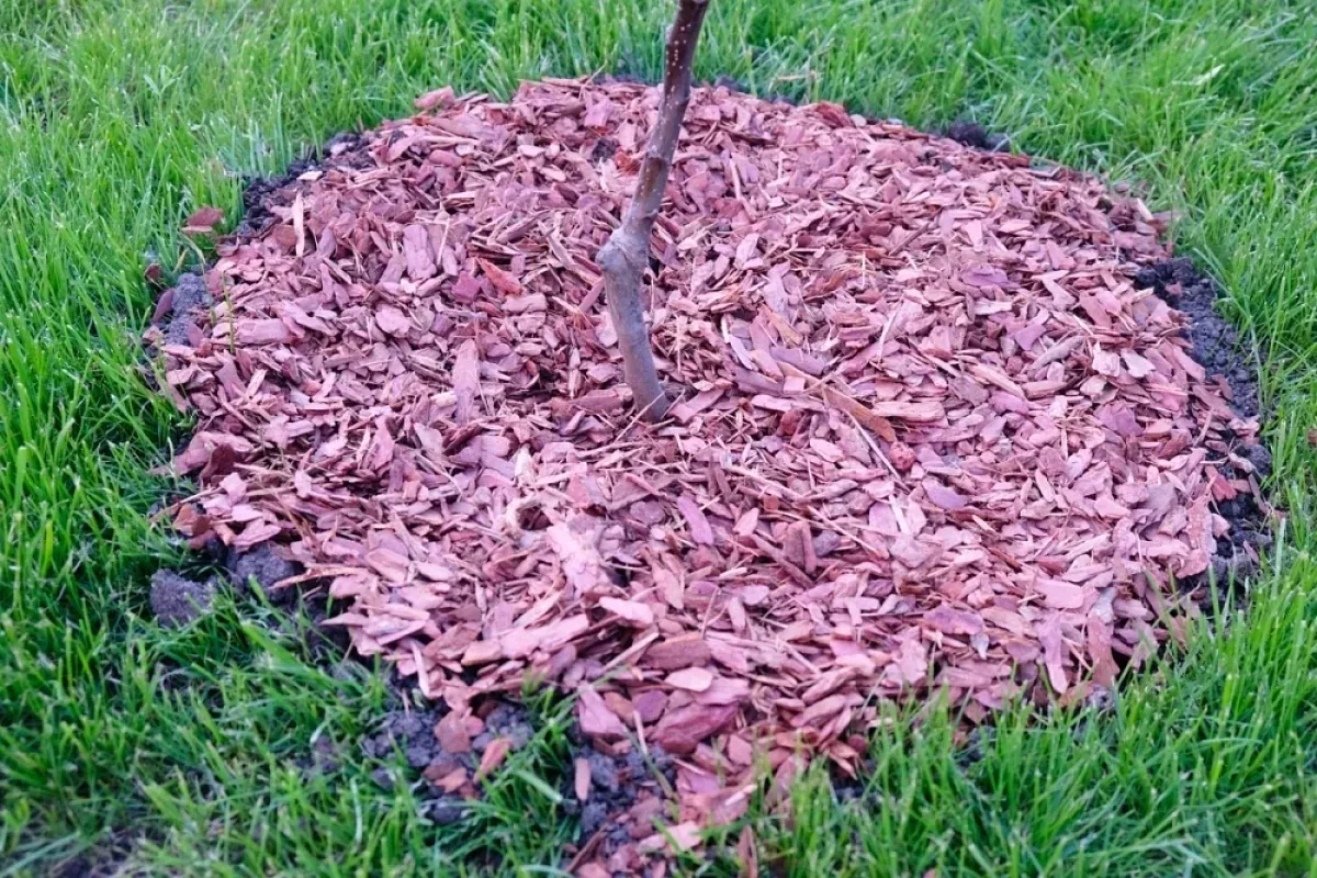 Мульча из кирпича – хитрый дачный трюк с Востока