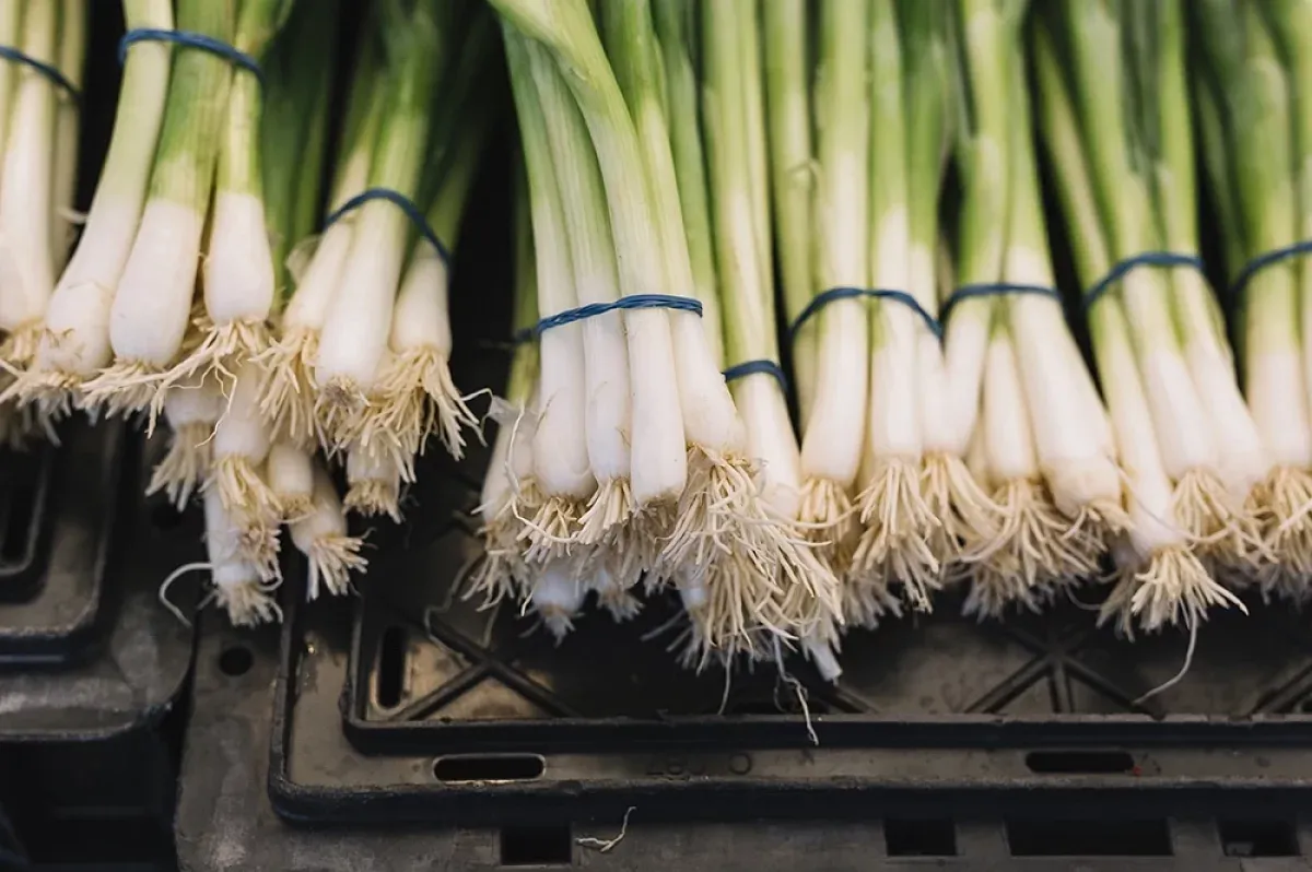 Зачем выращивать лук-батун: совет садовода Андрея Туманова