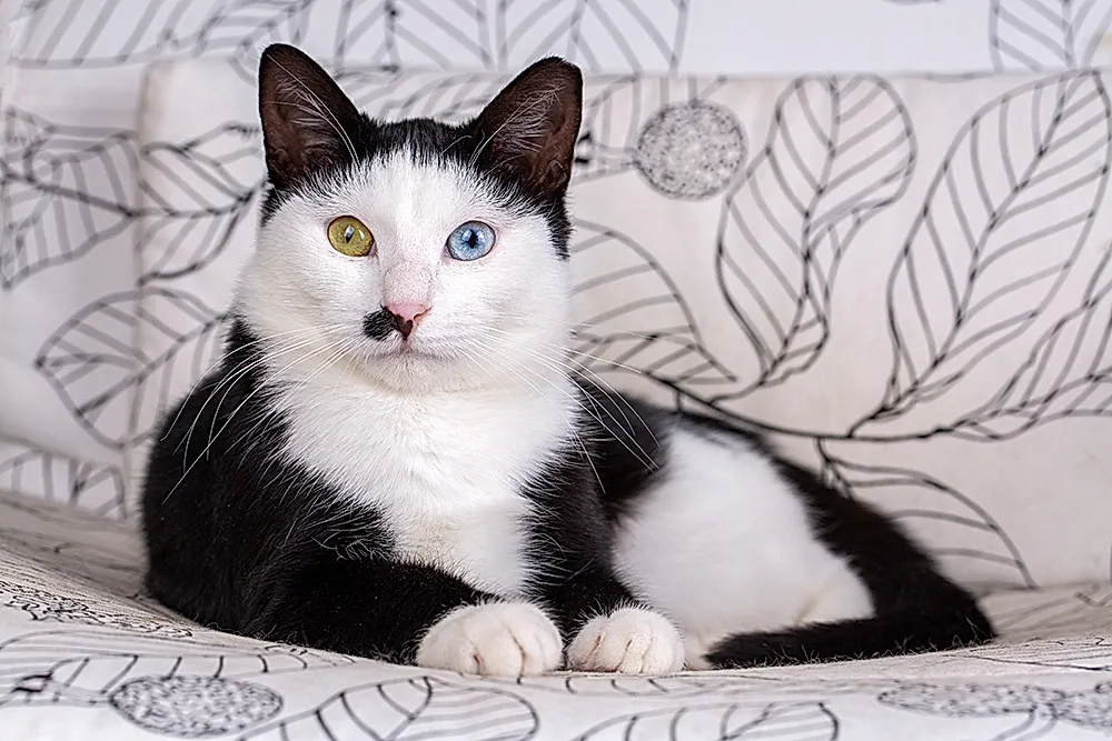 Тайны смокинговых котов