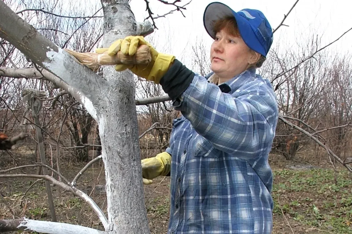 Как не дать даче умереть зимой: декабрьский чек-лист для садовода
