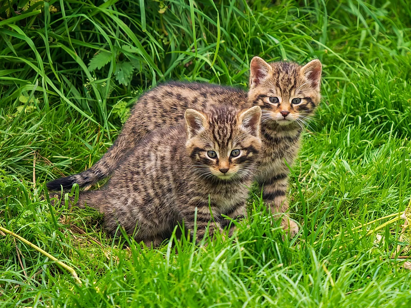«Шотландская дикая кошка: возрождение пушистого призрака»