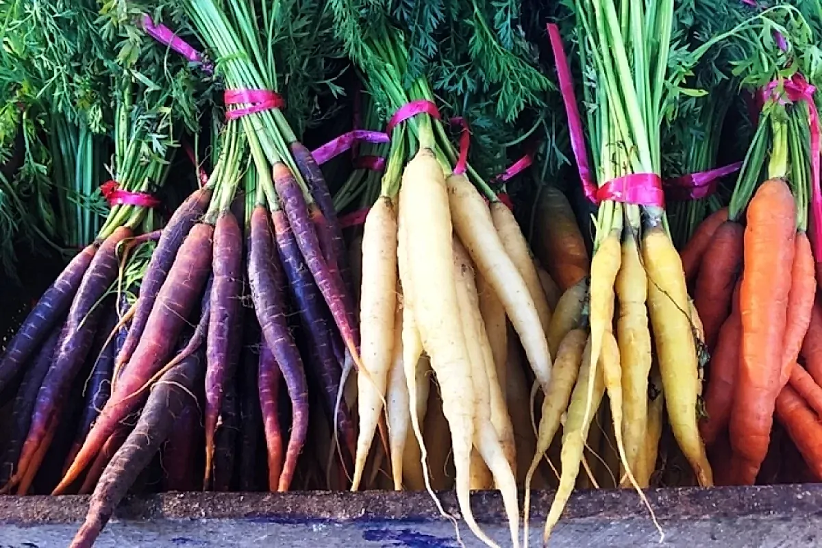 Подзимний посев моркови