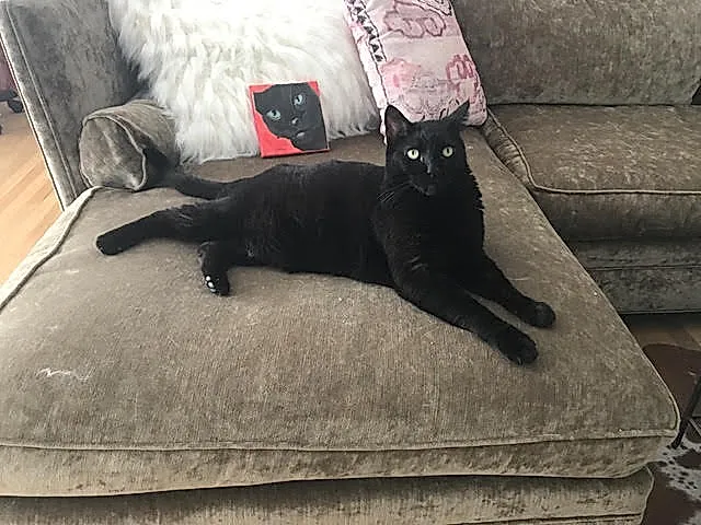 История одного плохого кота: как дикий питомец устроил революцию в семье