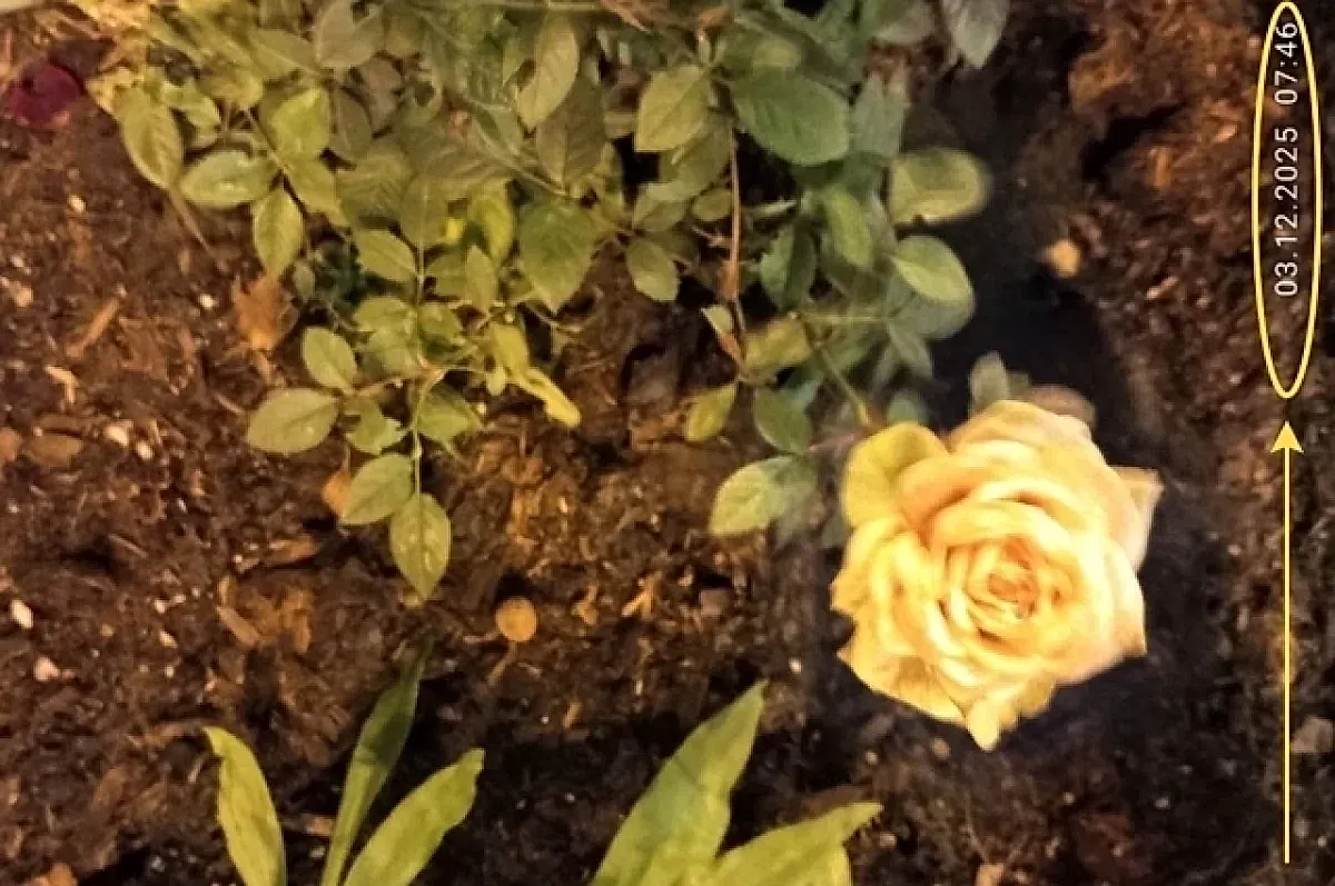 Розы и грибы в декабре: аномалии зимы и тревоги дачников