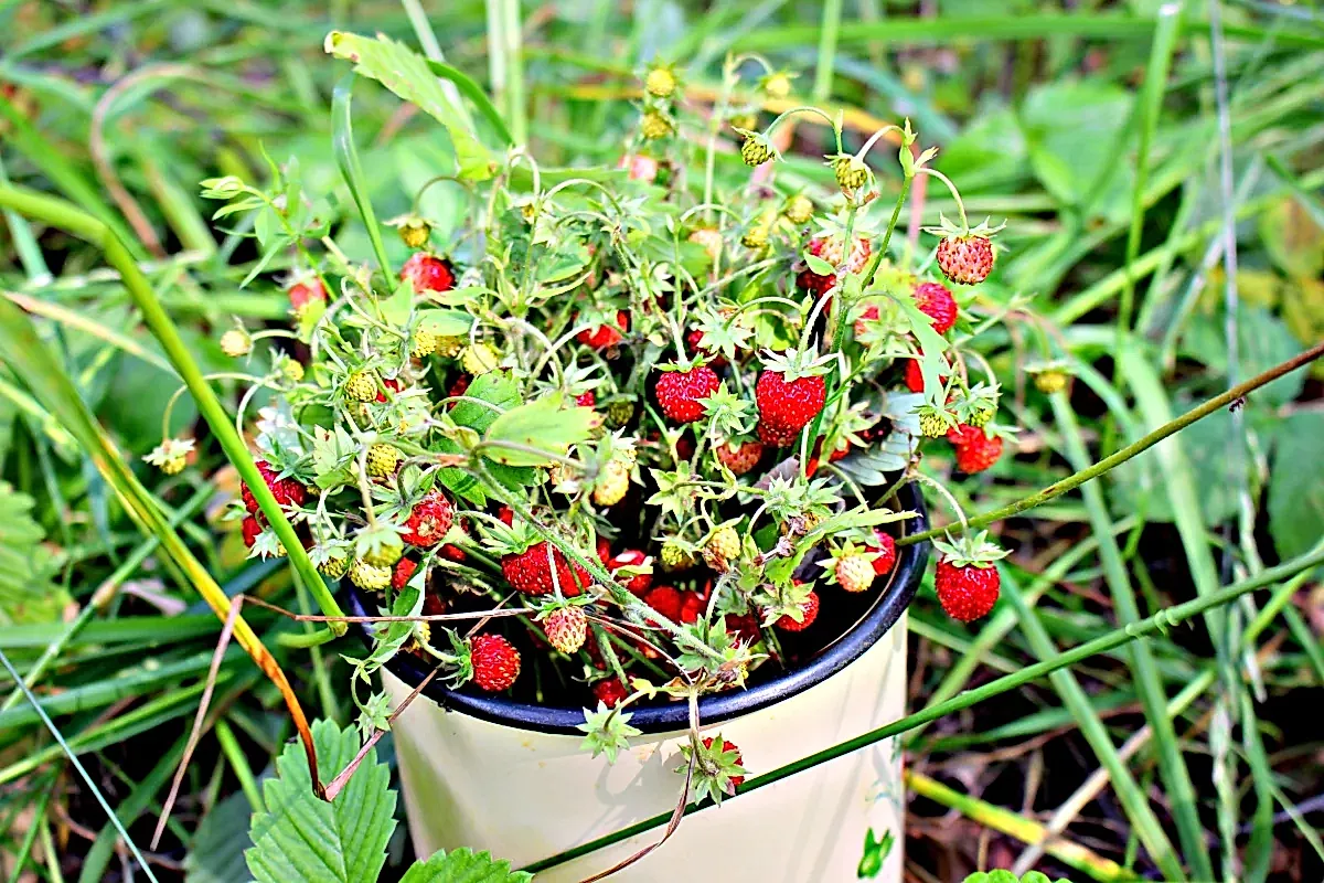 Почему земляника из семян — это не ад для дачника?