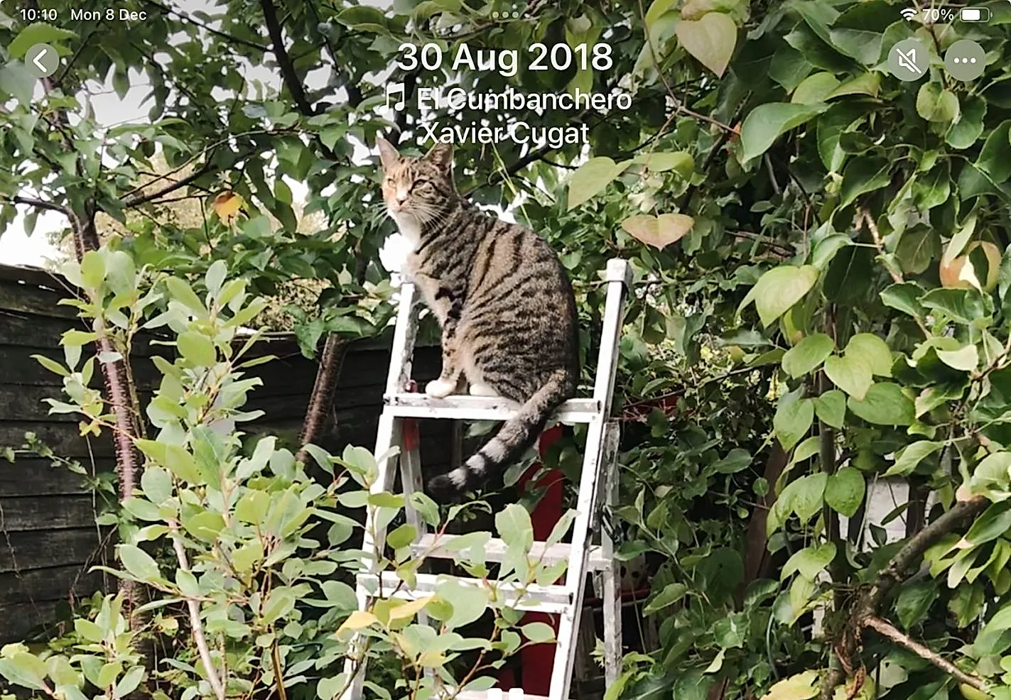 Как я стал кошатником в 65